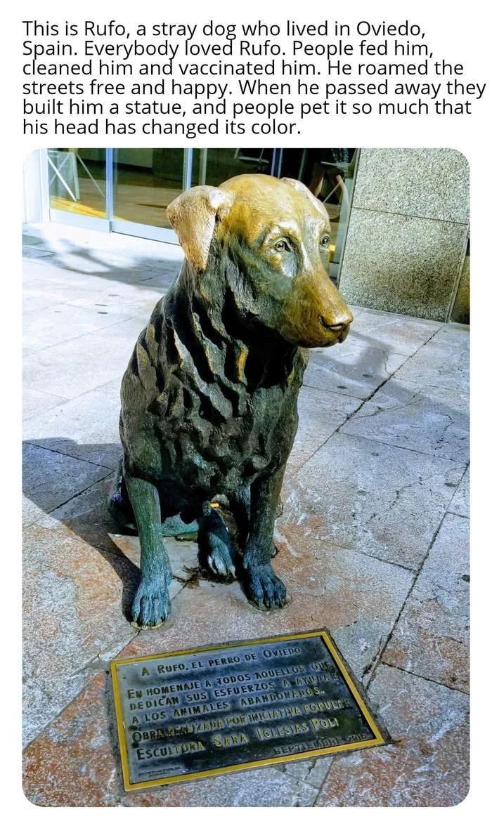 Oviedo was the last free dog.