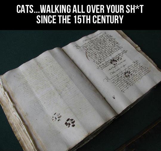At least cats are consistent. 