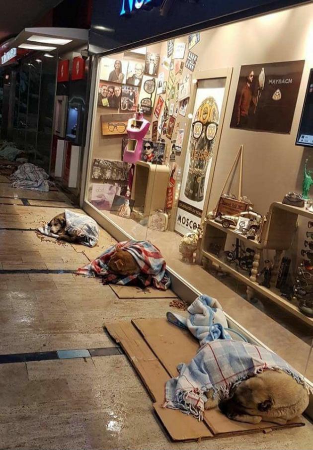 Locals cover street dogs with blankets during the Snowstorm in Istanbul.