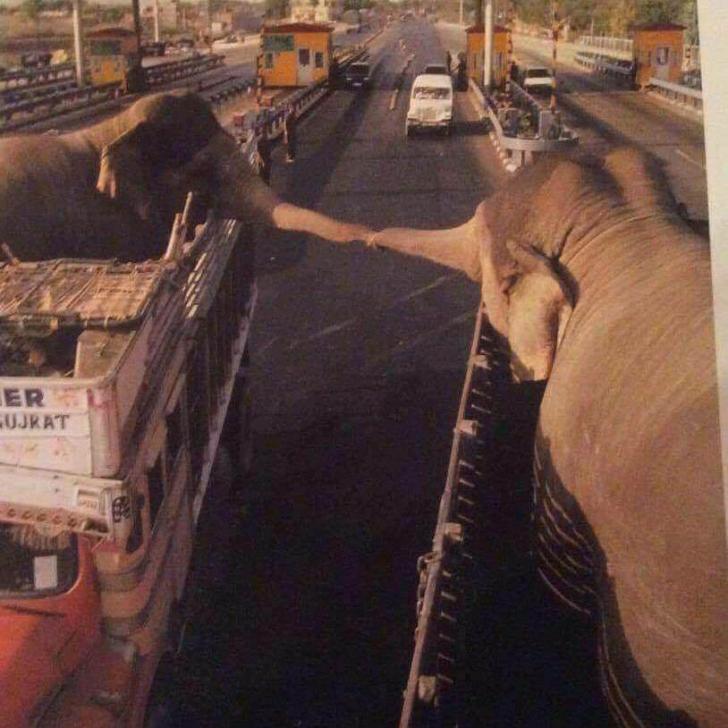 Two elephants greeting each other on a highway.