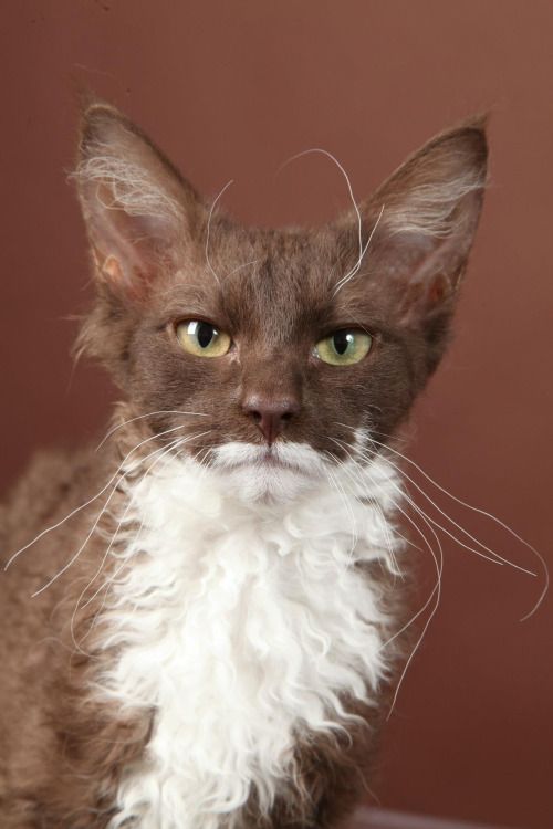 This cat has an unsettlingly human face.