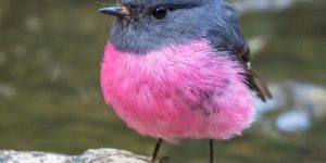 The Purple Chested Bush Tit