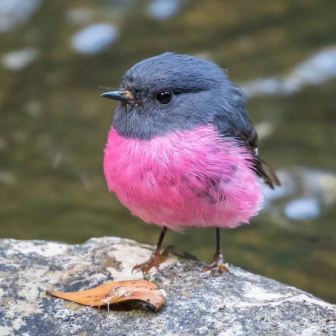 The Purple Chested Bush Tit