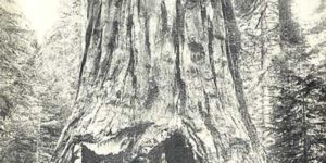 RIP Pioneer tunnel tree. The 1000+ year old sequoia tree fell yesterday during an intense storm in California. It stood over 130 years since a tunnel was drilled through its base in the late 1800s.