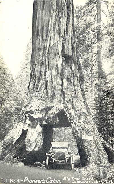 RIP Pioneer tunnel tree. The 1000+ year old sequoia tree fell yesterday during an intense storm in California. It stood over 130 years since a tunnel was drilled through its base in the late 1800s.