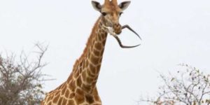 Giraffi need calcium, too.
