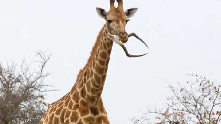 Giraffi need calcium, too.