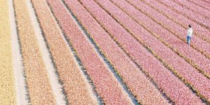 Tulip field in the Netherlands seem nice.