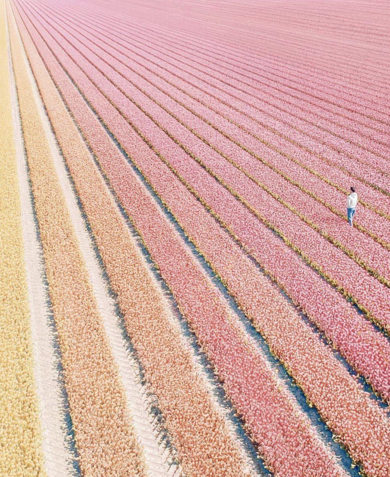 Tulip field in the Netherlands seem nice.