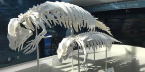 Manatee skeletons have manos.