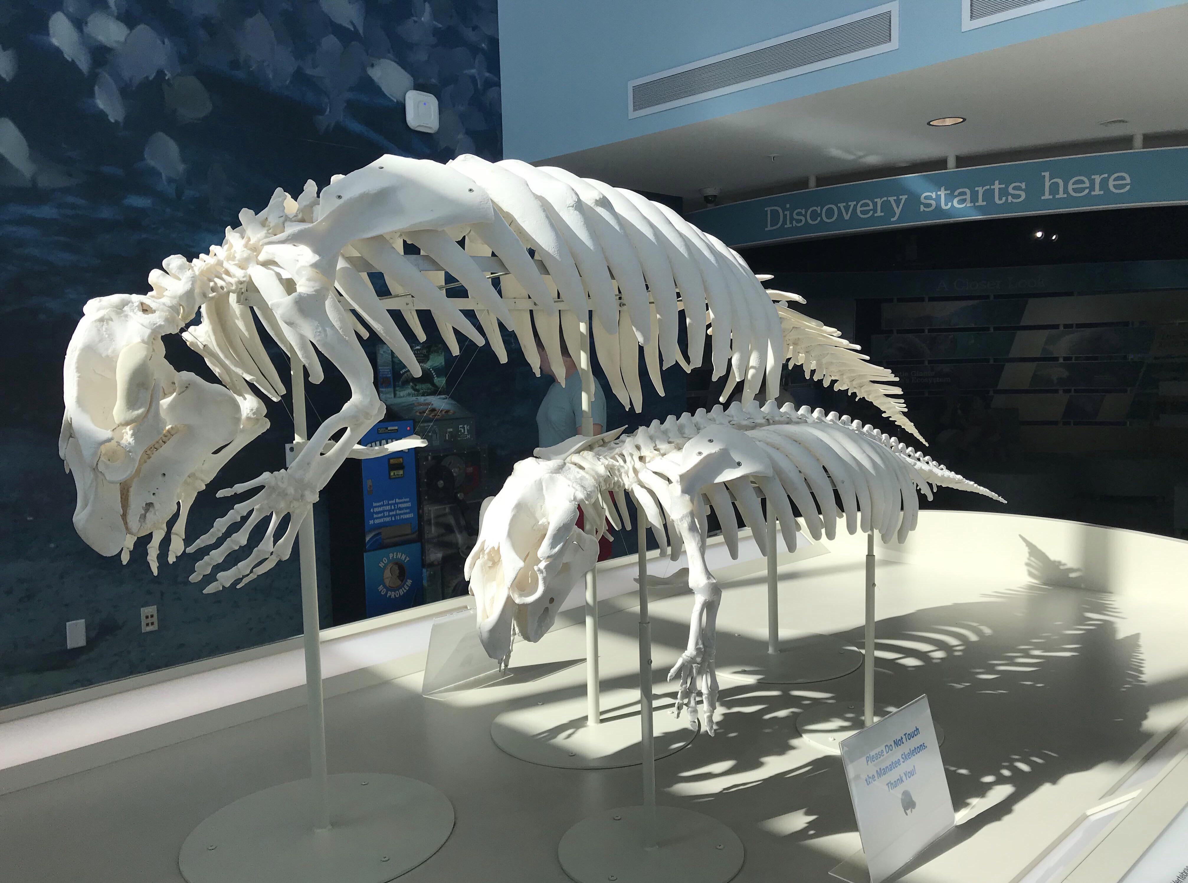 Manatee skeletons have manos.