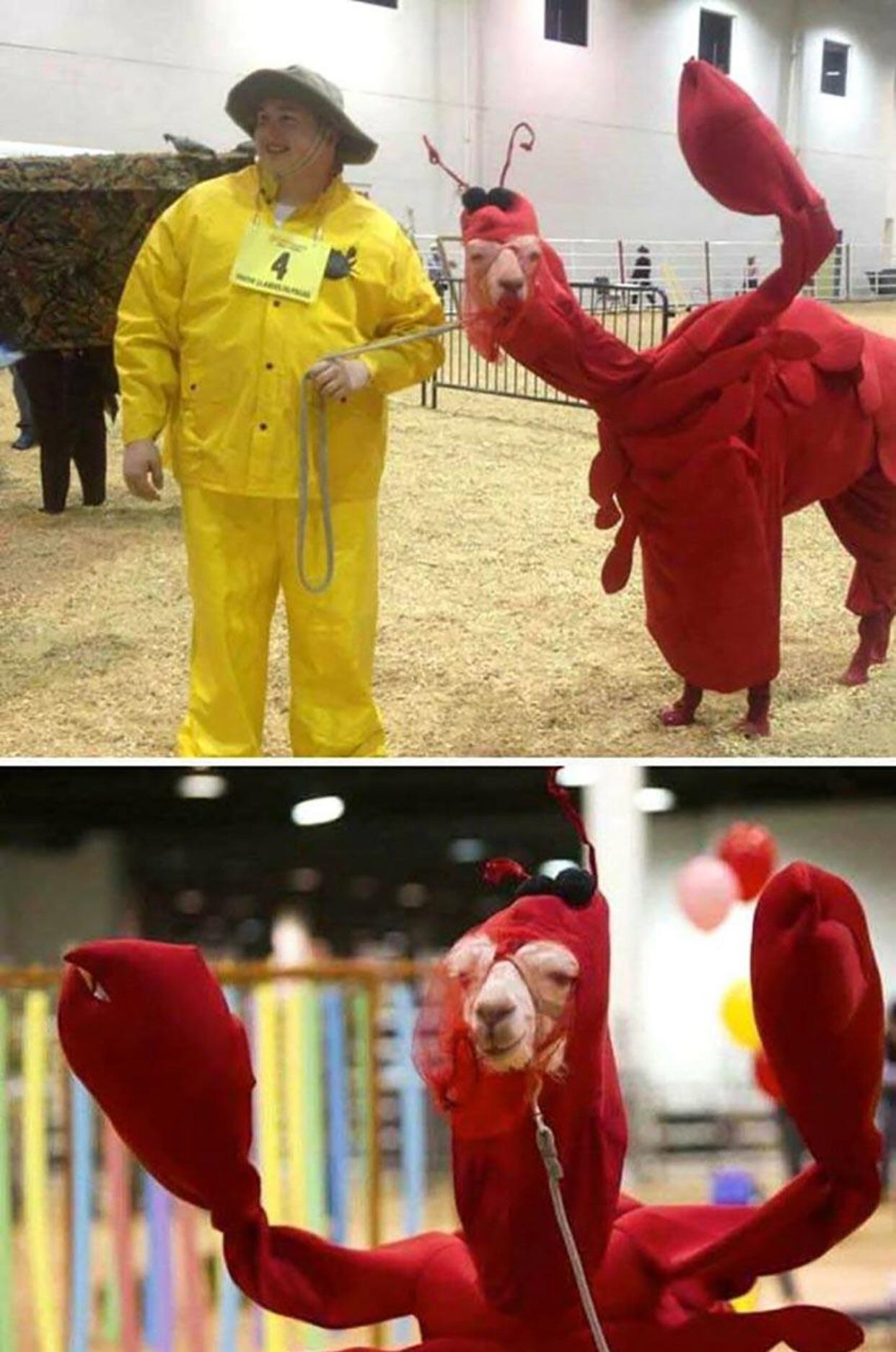 Llama llama llobster llobster