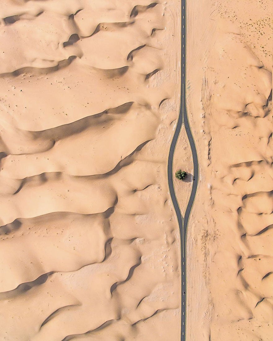 In Dubai, trees are precious. 