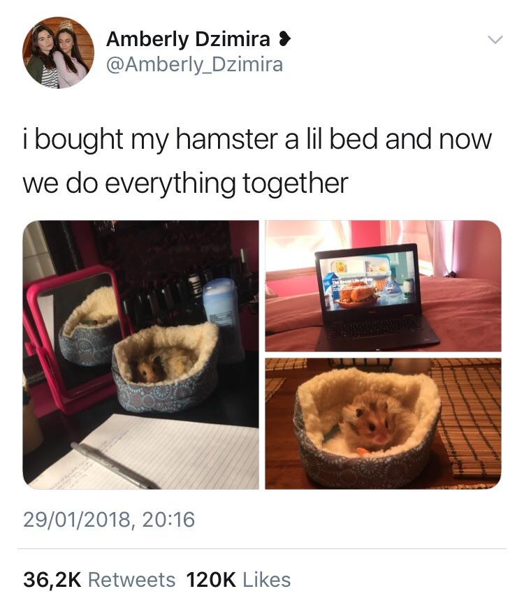 Hamster + new bed = <3