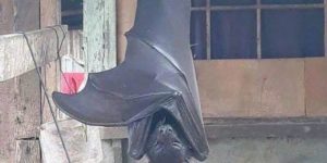 The elusive megabat found in the Philippines. Some have been seen with nearly 6 foot wingspans. Let the right one in…