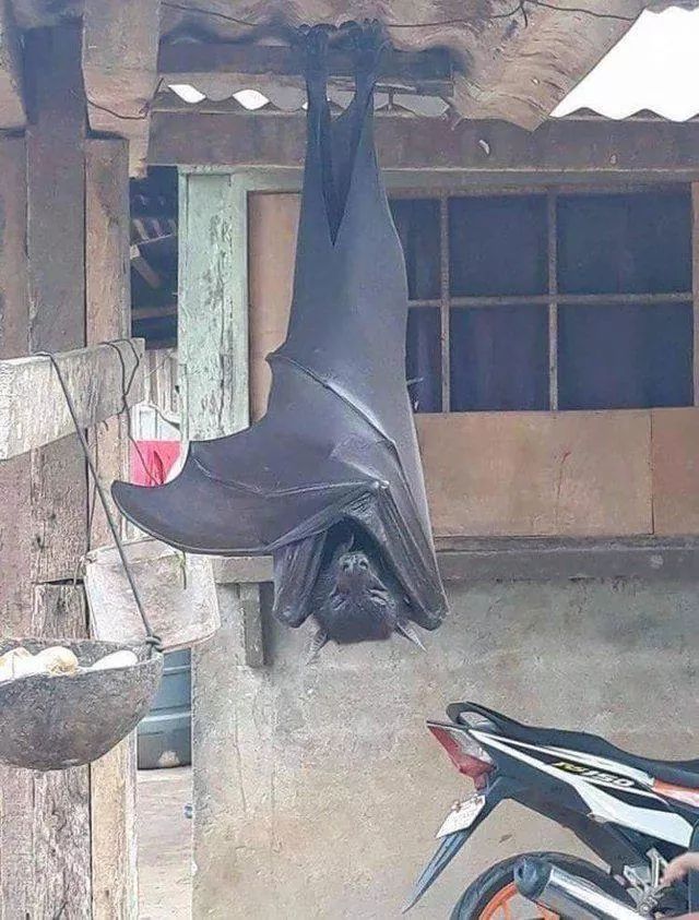 The elusive megabat found in the Philippines. Some have been seen with nearly 6 foot wingspans. Let the right one in...
