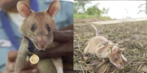 This Cambodian rat was awarded a gold medal for sniffing out ~39 land mines.