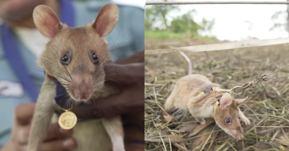 This Cambodian rat was awarded a gold medal for sniffing out ~39 land mines.