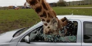 Never taunt a giraffe, basically.