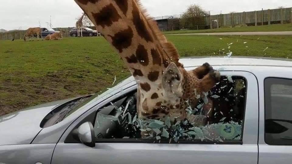 Never taunt a giraffe, basically.