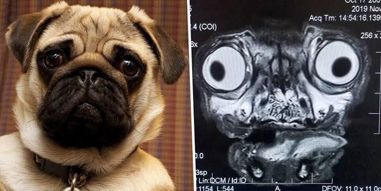 If you give a pug an MRI...