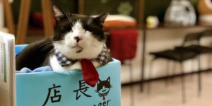 Cat cafe in Kyoto. His name is Bob.