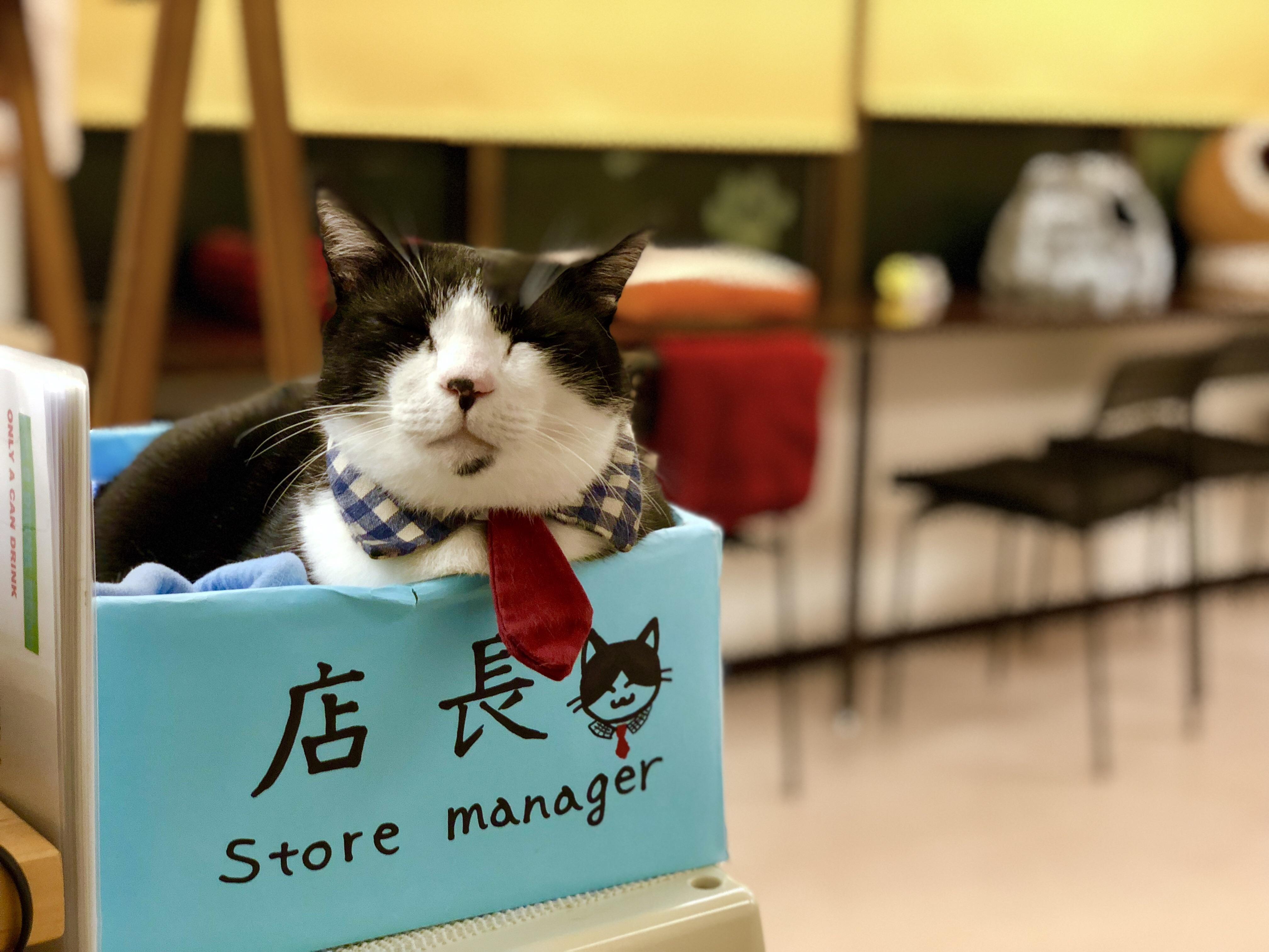 Cat cafe in Kyoto. His name is Bob.