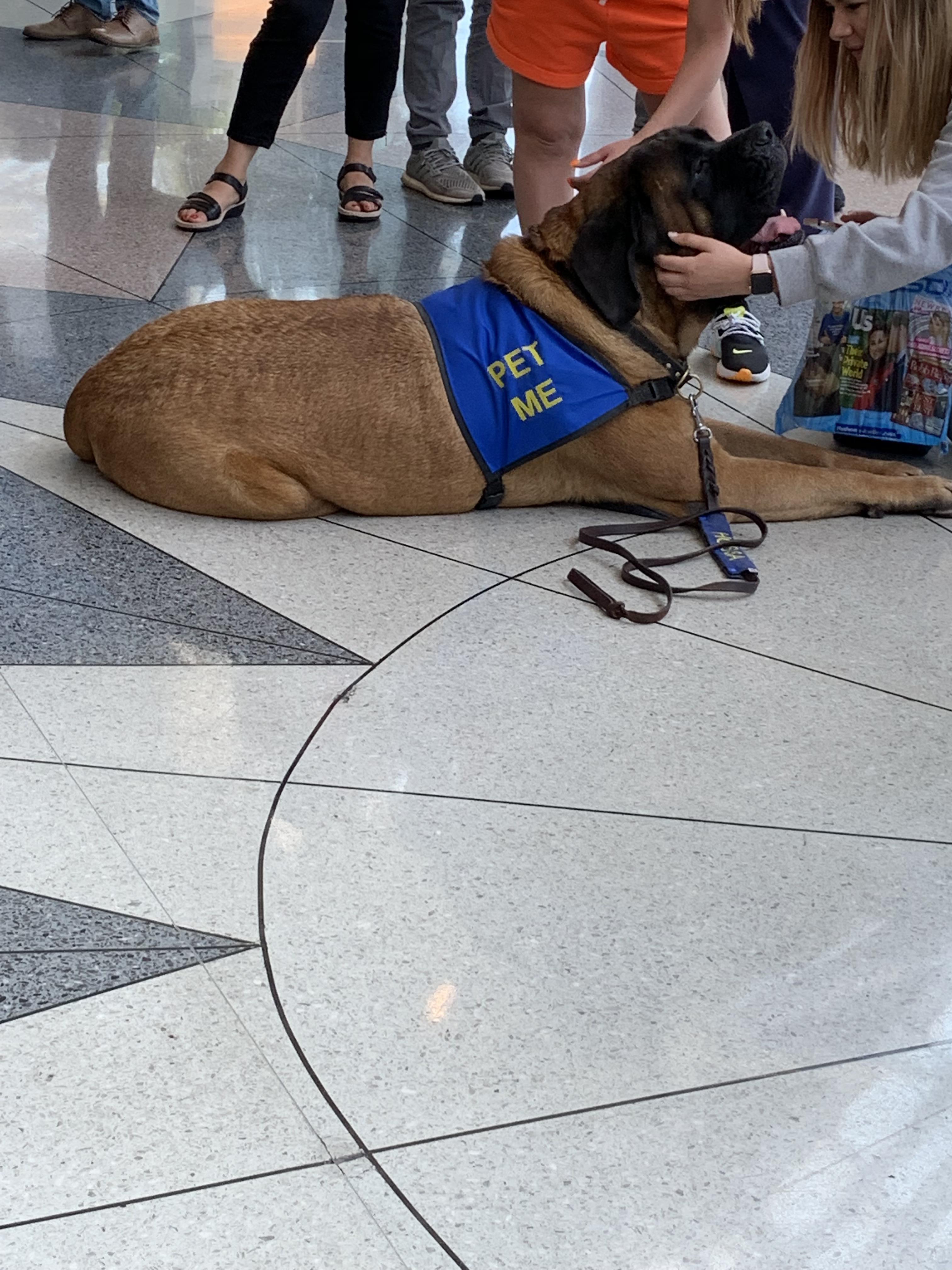 PSA: the Charlotte NC airport has service dogs that anyone can play with.