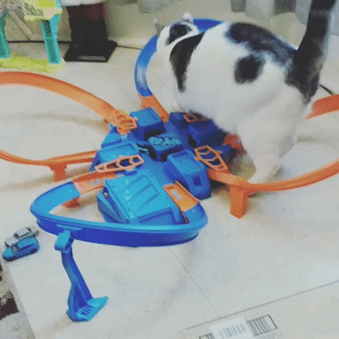 Confuse-a-cat, Hot Wheels edition