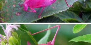 1 in 500 pink Katydid