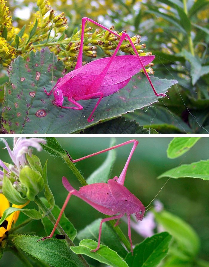 1 in 500 pink Katydid