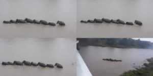 A+gaggle+of+Elephants+crossing+the+Mahaweli+river+in+Sri+Lanka.
