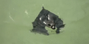 Bats are surprisingly good swimmers and nobody is quite sure their motivation to do it.