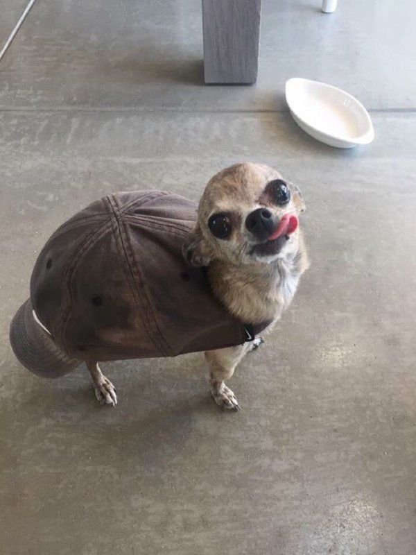Look-a-like-a-turtle.