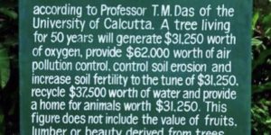 The value of a tree.