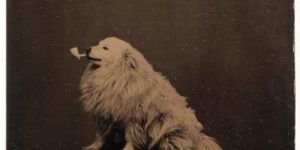 $DOGE life, circa 1875.