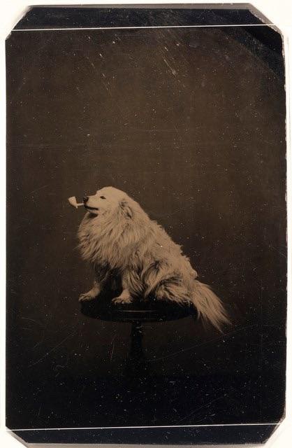 $DOGE life, circa 1875.