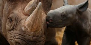 Baby rhino kisses.