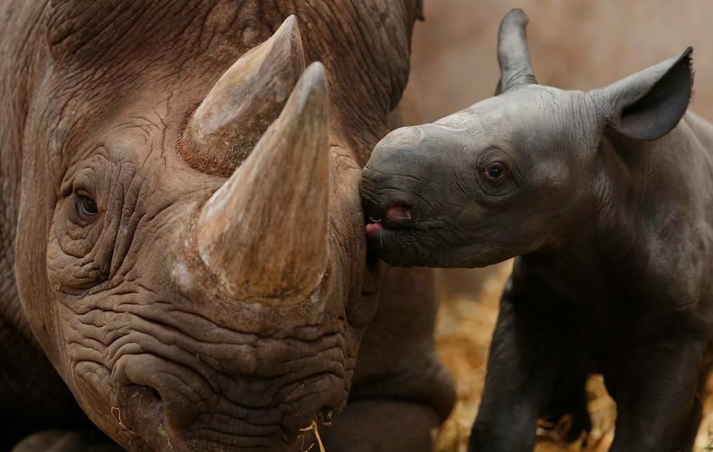 Baby rhino kisses.