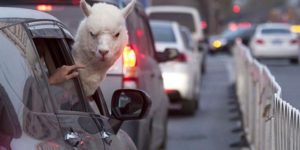 This alpaca is judging your driving ability