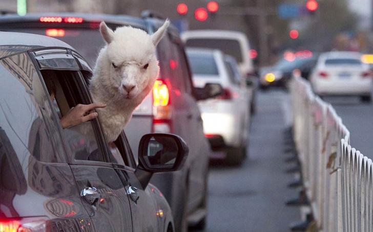 This alpaca is judging your driving ability