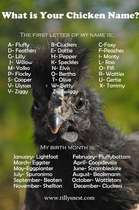 What is your chicken name?