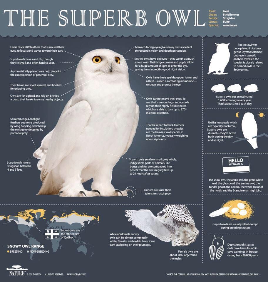 The Superb Owl
