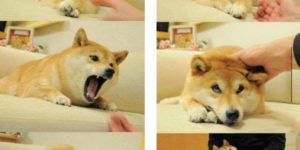 Shots from the photo shoot that gave us the infamous doge picture