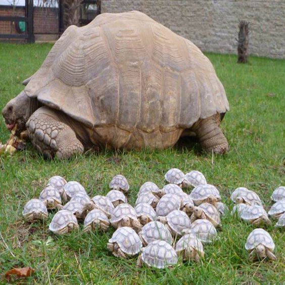 Baby Turtle Army