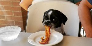 Just a dog eating a bacon strip
