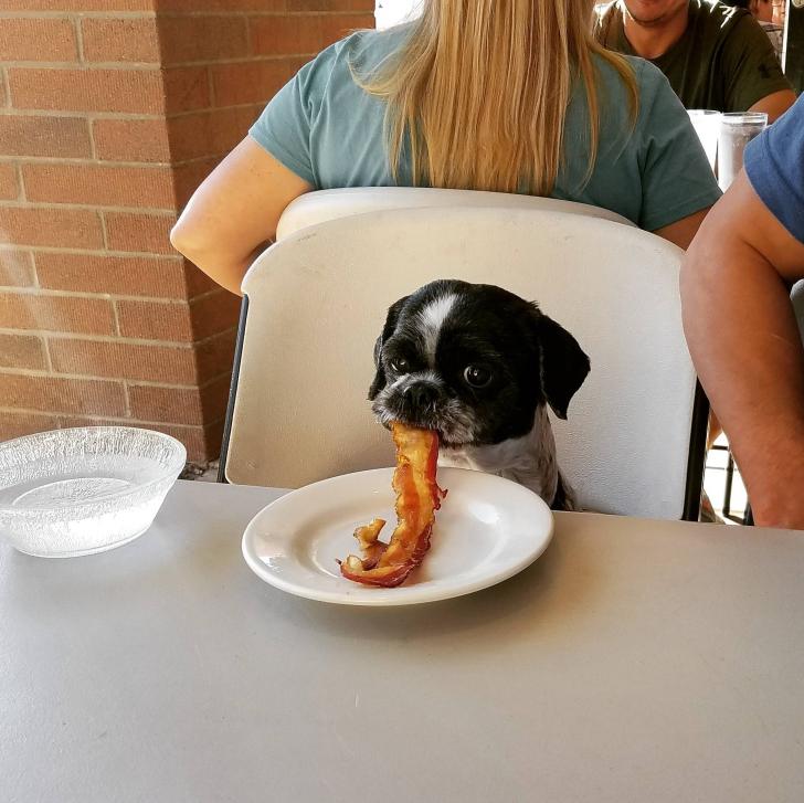 Just a dog eating a bacon strip