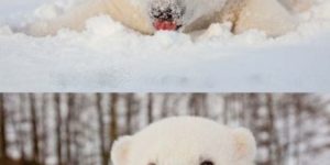 Baby+polar+bear+exploring+the+snow.