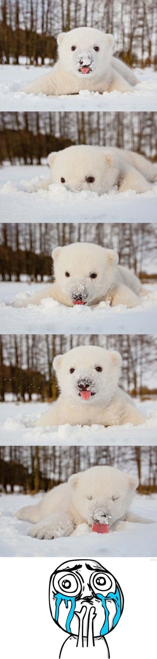 Baby polar bear exploring the snow.