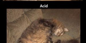 Cats on drugs.